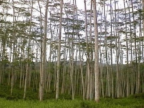 Cara Merawat Pohon Albasia atau Sengon  Agar Cepat Besar 