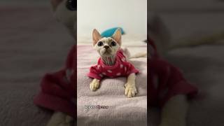 #девонрекс#devonrex#cats#коты