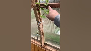 2nd year grape vine #greenhouse #gardening #pnw