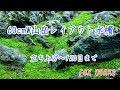 No.031　60cmW山岳レイアウト水槽　立ち上げ～120日まで