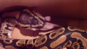 Ball python and leopard gecko cage(update)HD
