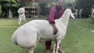 The Mighty Fat-Tailed Ram