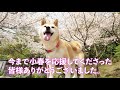 柴犬小春　ありがとうございました