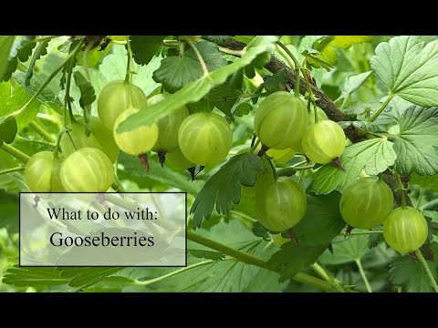 Video: Loj Hlob Gooseberries On Trellises