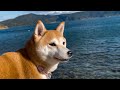 鳥は待ってくれなかったしイッシーは現れなかった　Run with my dog around the lake