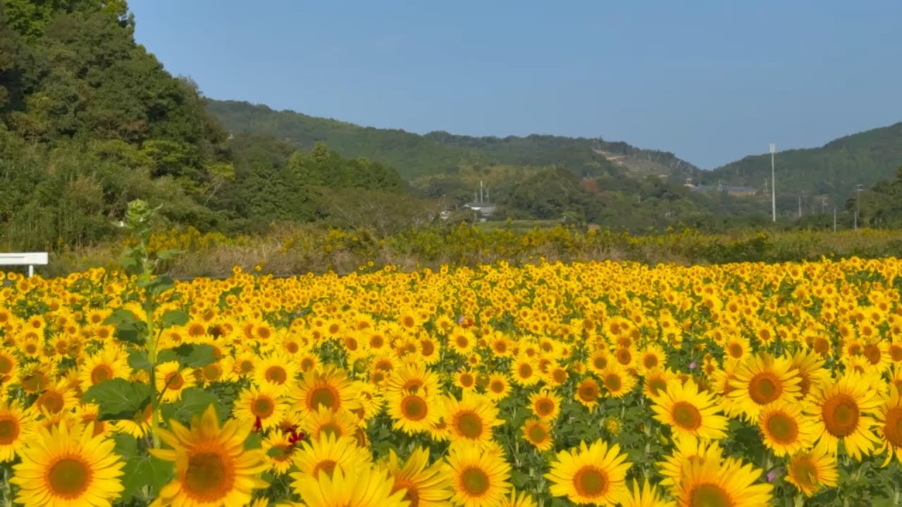 October 15, 2025 - It's the perfect time to take photos