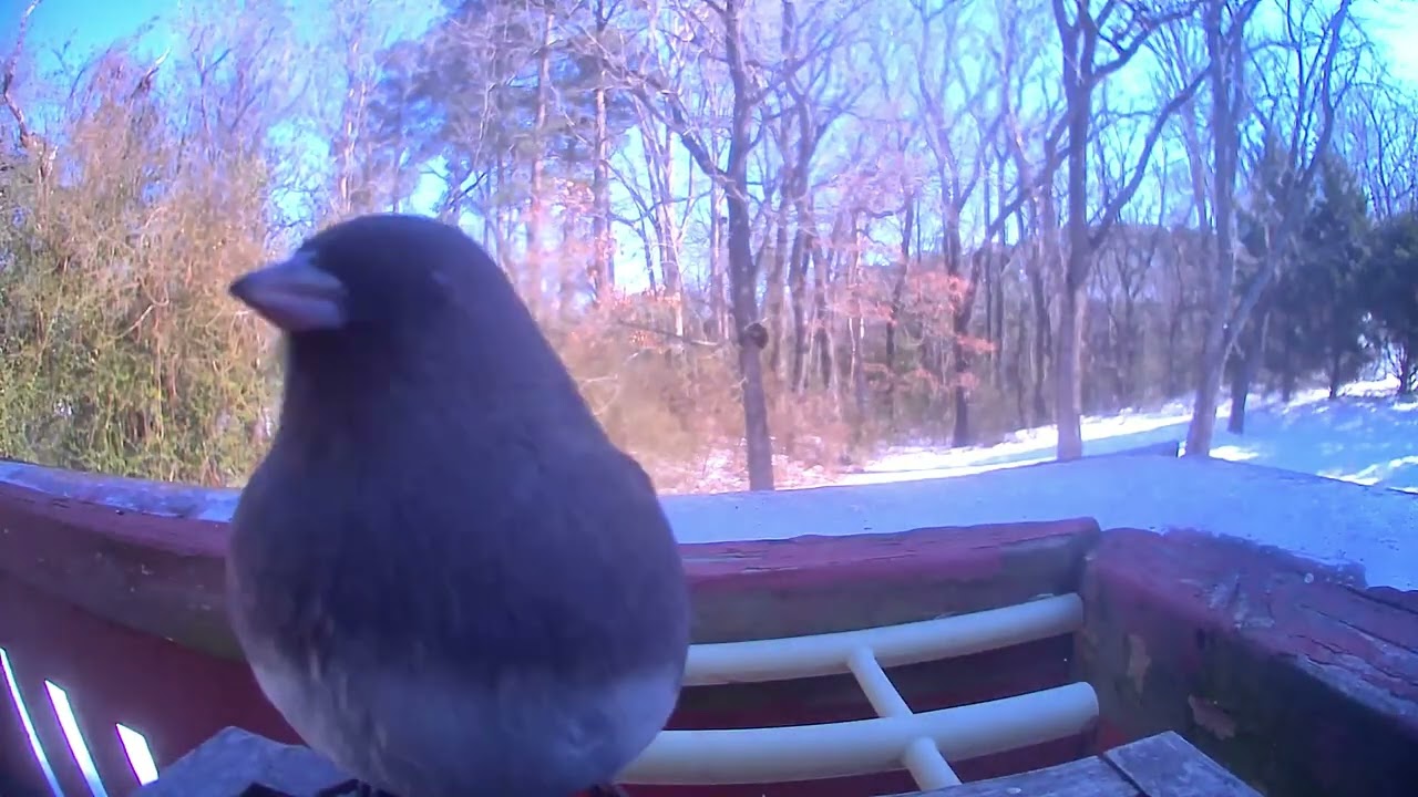 Backyard birds up close January 29, 2026