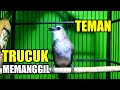 Suara Burung Trucuk Memanggil Trucukan Lain Mp3 - Mp4 Download