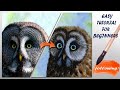 Watercolor painting tutorial - The Owl - (Beginner to Intermediate)
