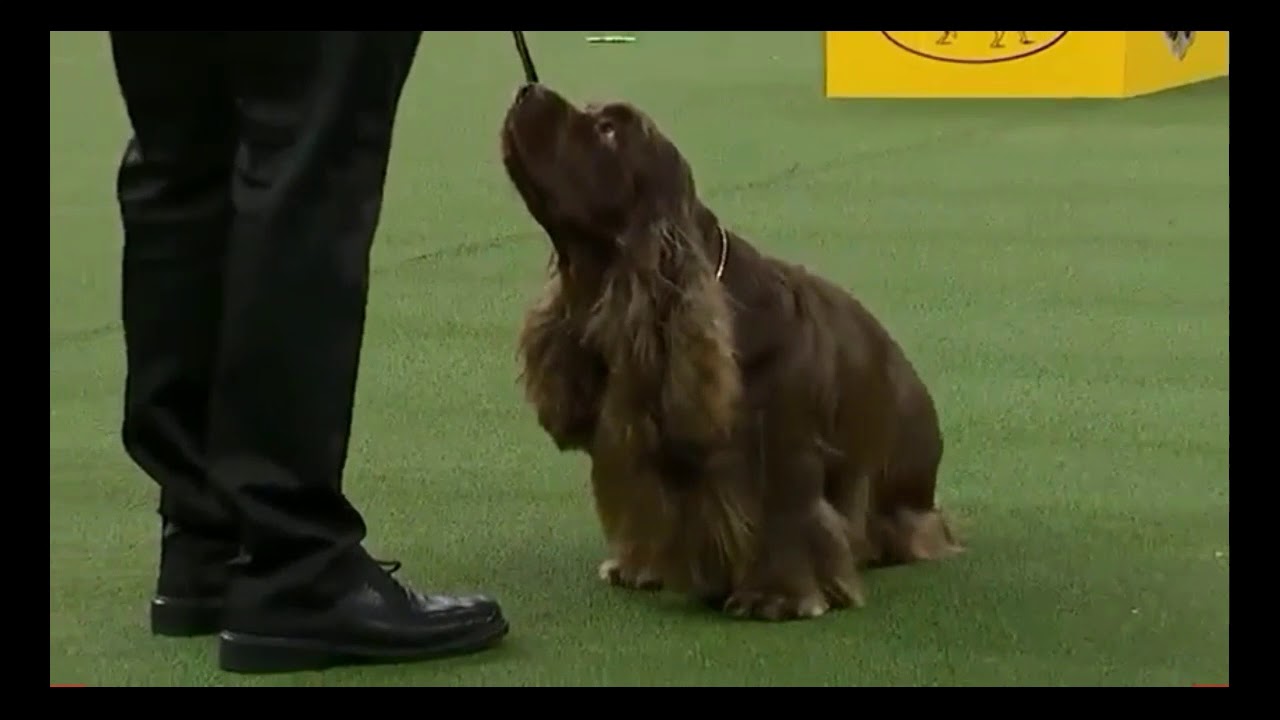 bean westminster dog show