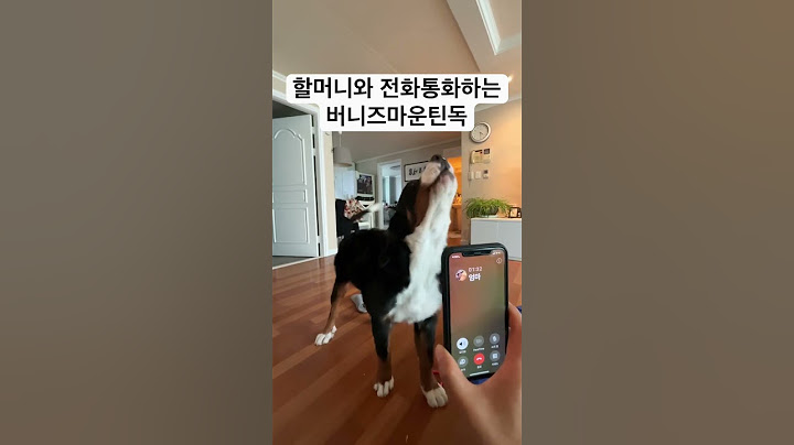 #버니즈마운틴독 #bernesemountaindog #버니즈웅산 #덕산이 #웅덕브라더스 #댕댕이일상 #댕댕이브이로그