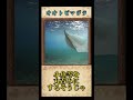 海の厄介者?オオトビマジラについてご紹介 #shorts #かぎあな紹介 #オオトビマジラ
