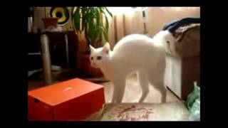 Funny Animals Collection Action, Definitely Funny ...