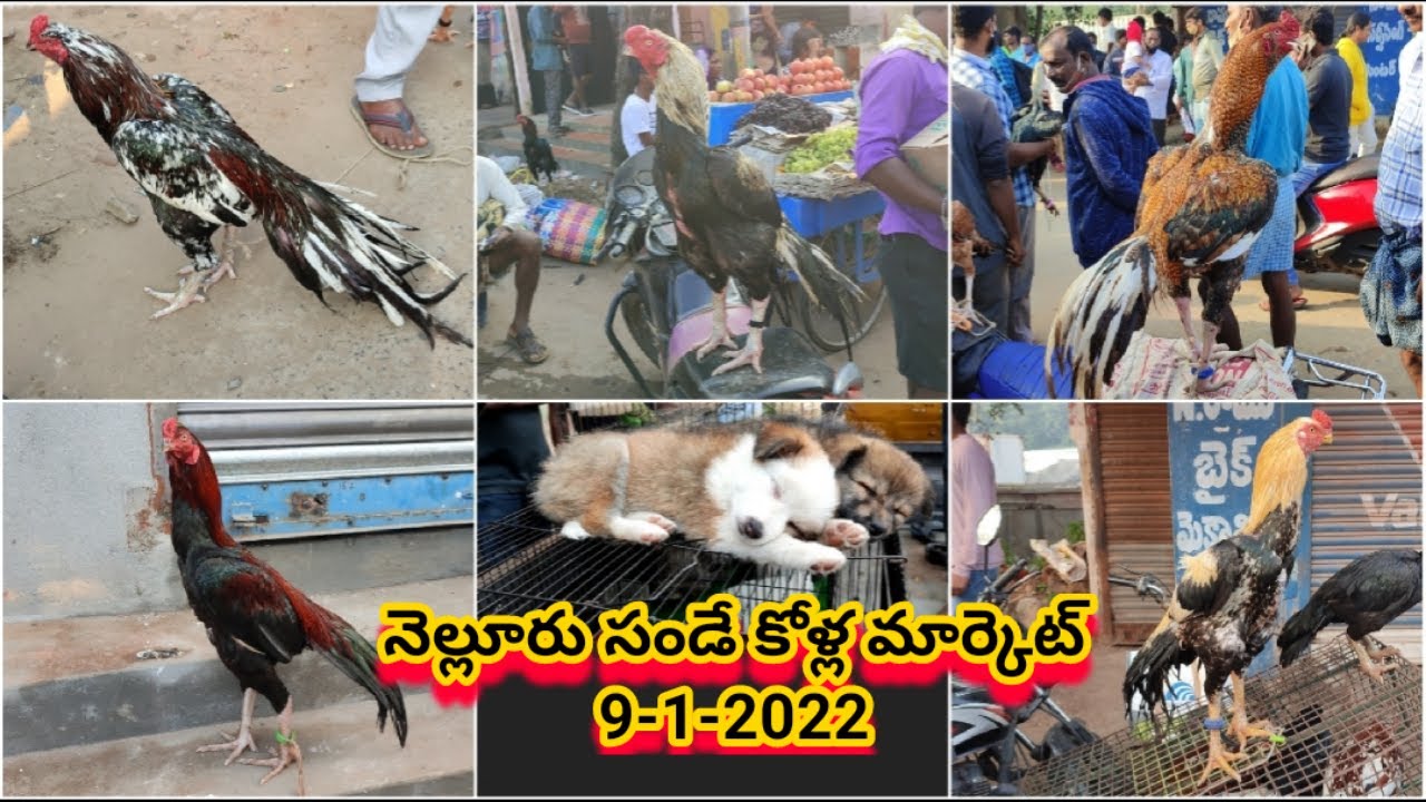 Nellore Sunday Kolla Market : 9-1-2022, #nelloresundaykollamarket, #nellorekollasantha, #nellorkollu