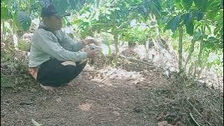 #burungkutilang super gacor mental Fighter
