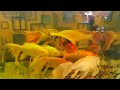 Nice Koi Fish | Golden Fish