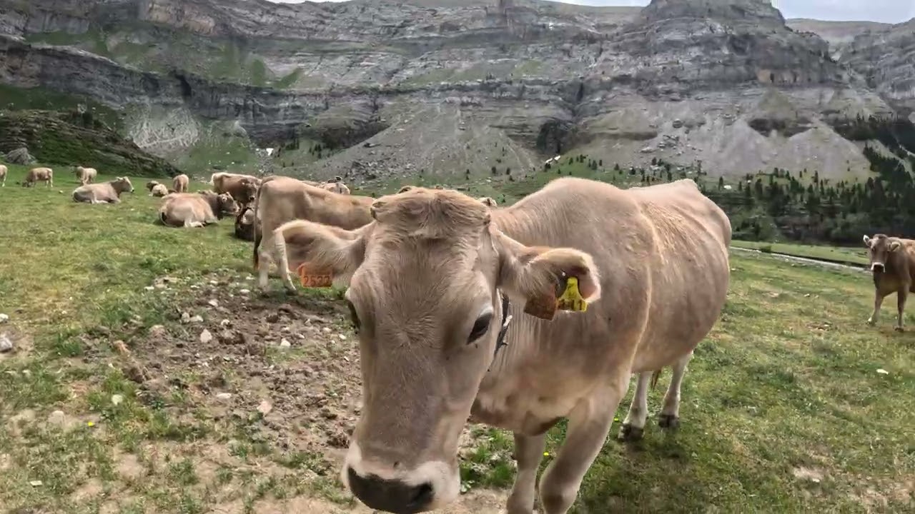 Día 1: De pradera de Ordesa a Refugio de Góriz