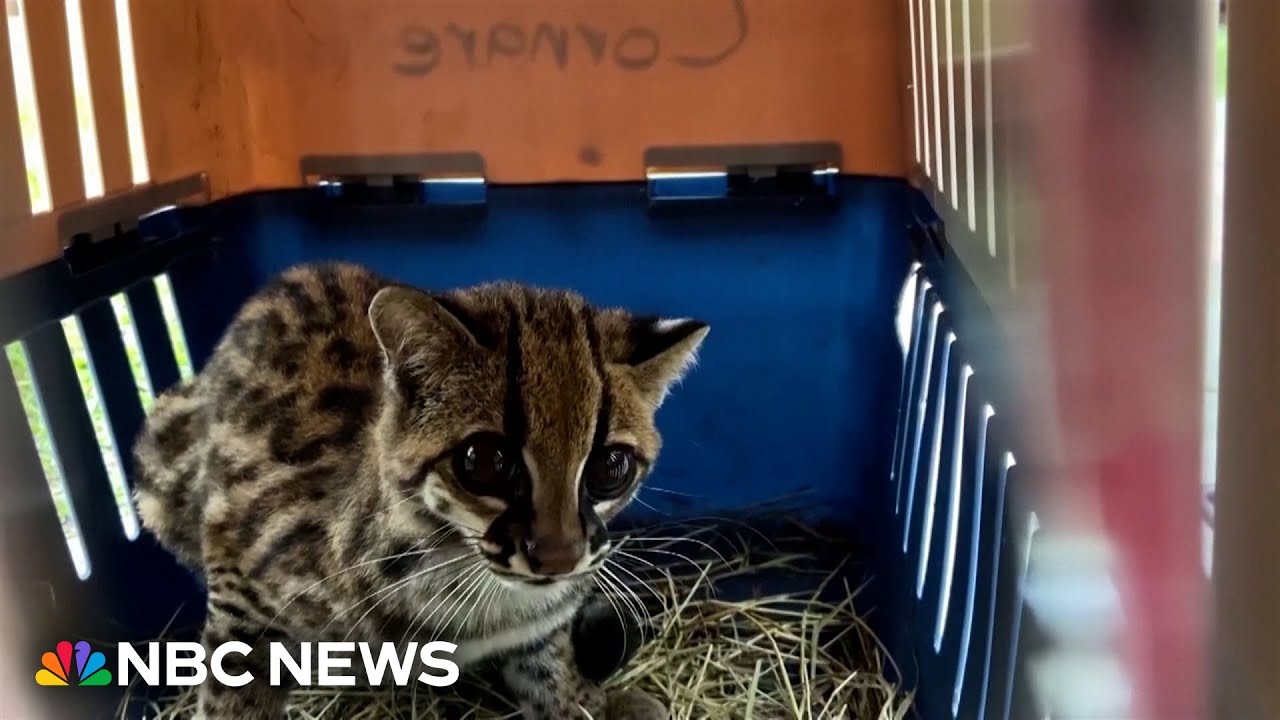 Oncilla rescued from traffickers in Colombia released into natural habitat