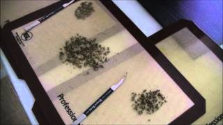 The Weed Nerd 15 Minutes #4
