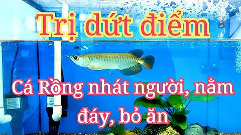 Nuôi Cá Rồng Size nhỏ - Cách điều trị Cá rồng nhát người, nằm đáy, bỏ ăn #pets #arowana #aquarium