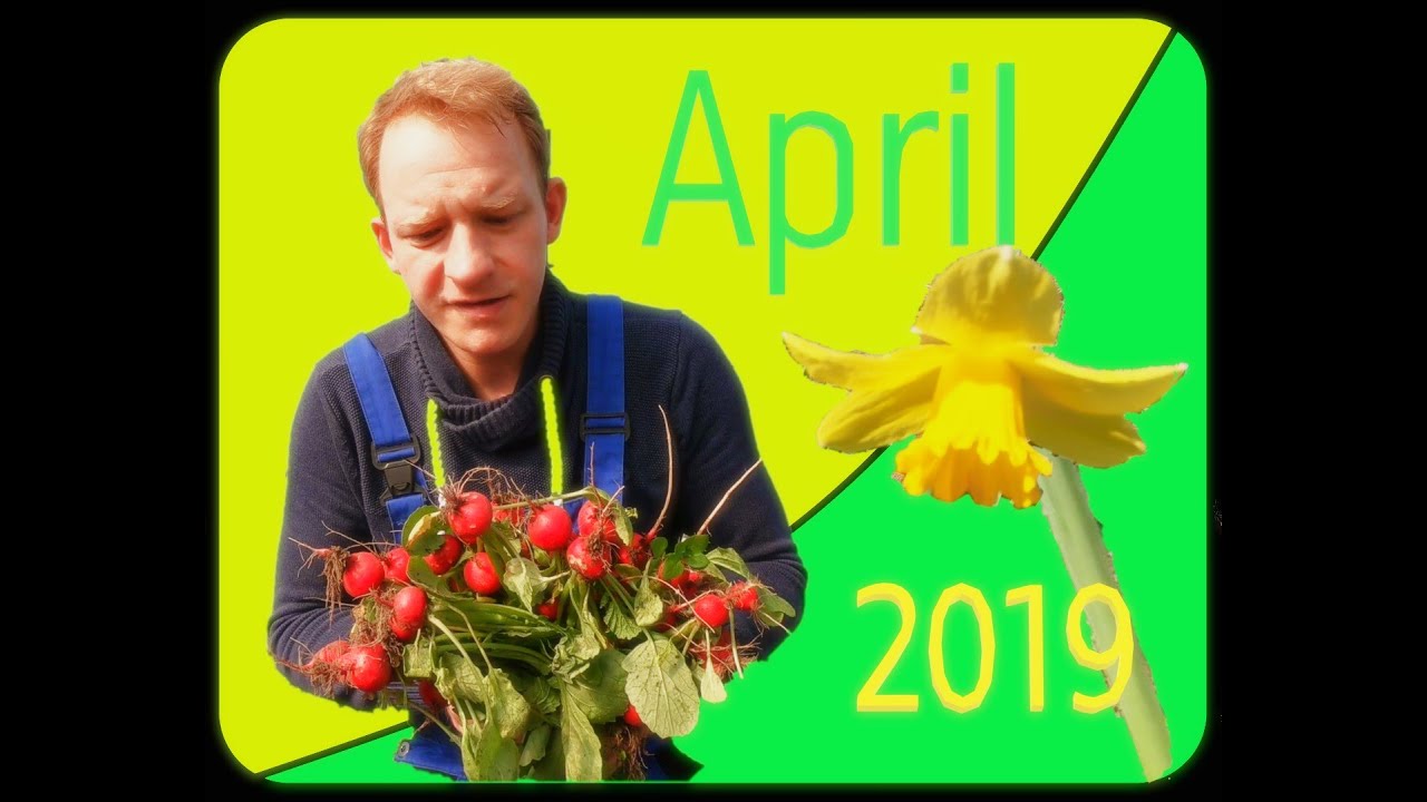 Garten im April ernten Spinat | Feldsalat |Radieschen | Pastinaken u. Erbsen säen