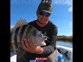 Louisiana Sight Fishing Sheepshead | #TeamActionHat #FishFRSH #Fishing #Shorts