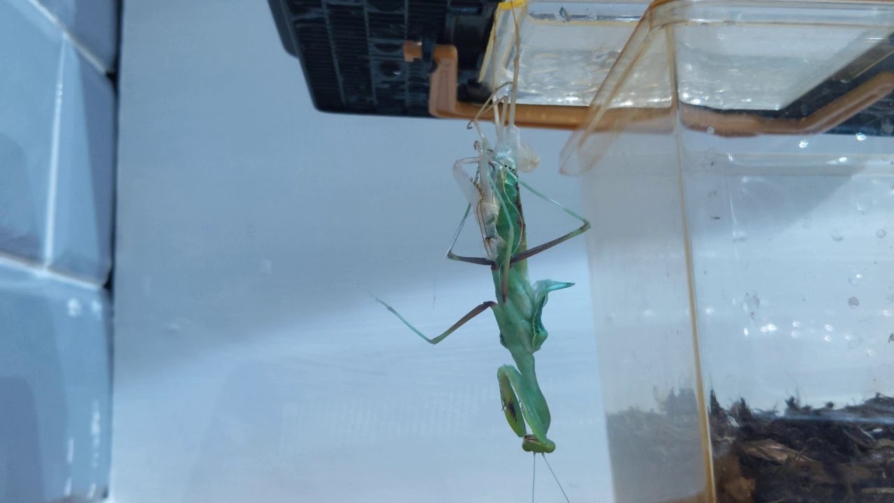 Giant African praying mantis moult
