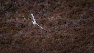 Hebrides Day 2 | White Tailed Eagle, Hen Harrier  | HD Nature and Wildlife