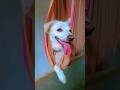 “disturb பண்ணாதீங்க… நான் swingல busy 😌🐾”#dogvibes #cutepet #chillmood #petlove #funnydog