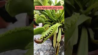 Venus flytrap eats juicy worm #carnivorous #viral #short #shortvideo