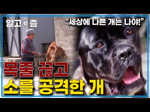 “체급이 무시무시 해요” 처다만 봐도 무서운 이탈리아 소몰이견 <strong>카네코르소</strong>, 가족들도 감당하기 힘든데…│세상에 나쁜 개는 없다 │알고e즘│
