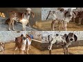 Ansuya gir gaushala me aaye new member 🐮 best gir cow collection Gujarat