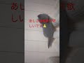 お願いします