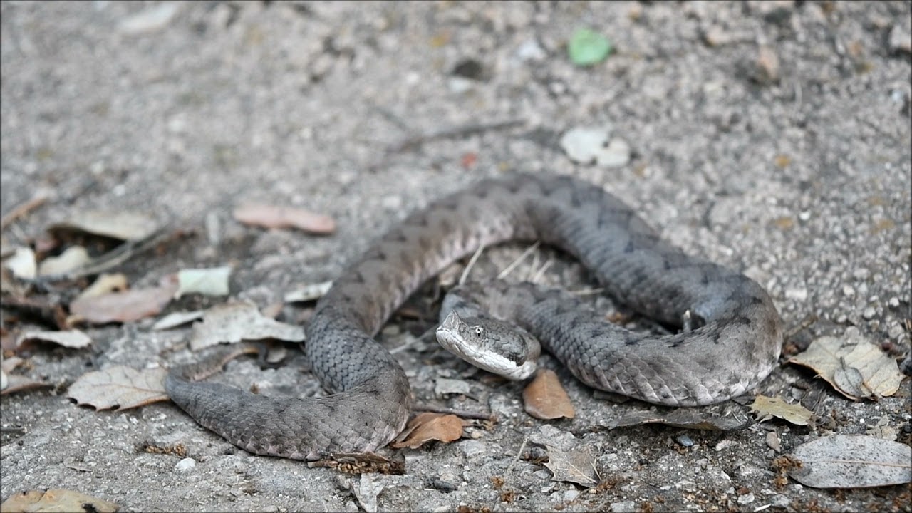 Espectacular bufido de la víbora hocicuda, Vipera latastei