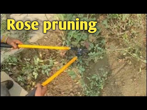 गुलाब की हार्ड प्रुनिंग कैसे करें || how to hard prune my rose plant