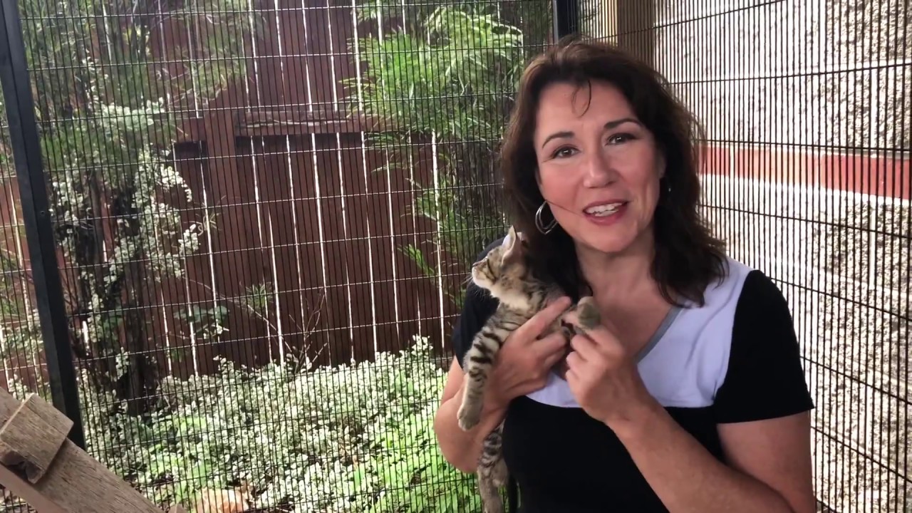 Humane Society for Hamilton County - Foster Program