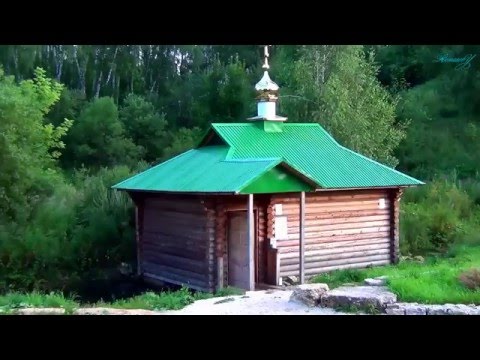 Video: Dendrantema Zavadskiy