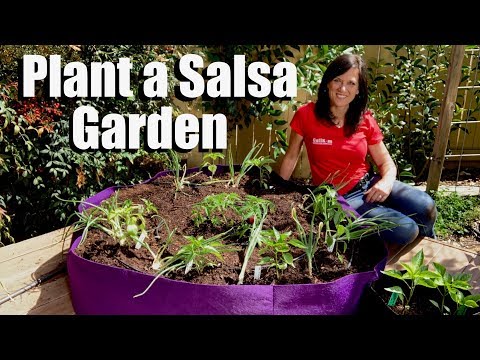 How to Plant a Salsa Garden in a Container 🍅🌱🌶