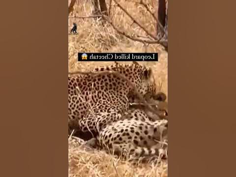Cheetah Eats Cheetah #shorts #viralshorts #shortsviral #