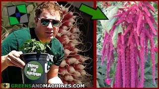 6 Unique Plant Varieties to Grow in your Garden in 2021