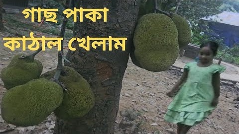 গাছ পাকা কাঠাল নিজের হাতে পেড়ে খেলাম #jackfruit