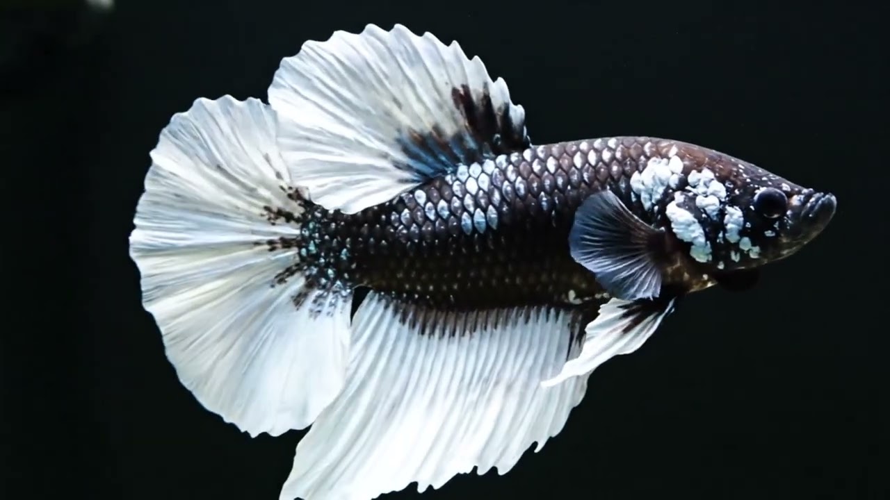 Deep Sleep Aquarium 4K 🌑 Betta Fish with Soft Ambient Sound for Sweet Dreams