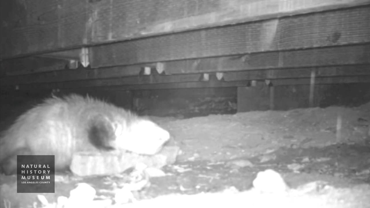 camera traps cc Opossum Under Observation Platform At NHM Wildlife Gardens