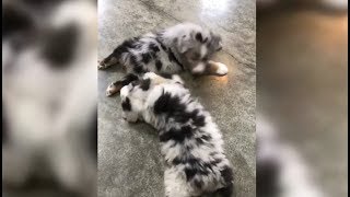 2 Precious Pups!