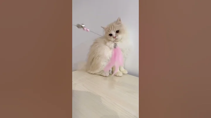 Video 10627561: persian female kitten, scottish kitten, pets