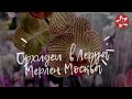 Обзор орхидей в магазине Леруа Мерлен город Москва