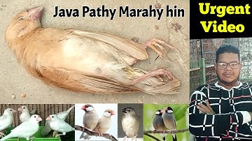 Young Java sparrow death reason | Java k pathy q marahy hin | java bird care tips | Java sparrow