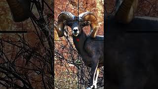Inbex shooting | sparare allo stambecco steinbock sporossen #hunting #inbex #shorts