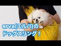【ペキニーズPekingese】ervaのドッグスリング開封と2週間レビュー！　Dog sling review #erva #エルバ #ドッグスリング #pekingese #ペキニーズ #白ペキ
