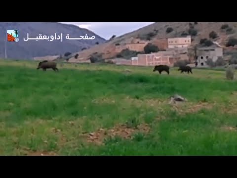 خنزير بري يتجول بين حقول الدوار تيغمي 2015